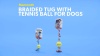 Show in main carousel: Mammoth Braided Tug with Tennis Ball for Dogs, Color Varies, Small slide 7 of 9