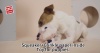 Show in main carousel: Gigwi Crinkle Squeaky Plush Dog Toy, Beige slide 9 of 10