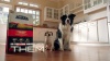 Show in main carousel: ACANA Premium Chunks Beef in Bone Broth Grain-Free Wet Dog Food, 12.8-oz can, case of 12 slide 12 of 13