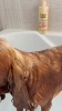 Show in main carousel: Lumi-noble 2in1 Puppy Shampoo + Conditioner, 16-fl oz bottle slide 10 of 10
