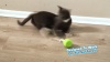 Show in main carousel: Pets Know Best Purrspin Cat Motion Toy slide 10 of 10