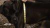 Show in main carousel: Kurgo Stowe Base Layer Dog Sweater, Heather Black, Small slide 4 of 5