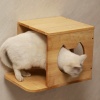 Show in main carousel: PETOMG Wall Mounted House Cat Wall Shelf, Wood Color, Medium slide 6 of 6