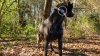 Show in main carousel: Max & Molly Soundshield 24/7 UltraSonic Tick & Flea Repeller Dog Tag, Orange slide 9 of 10