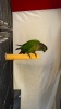 Show in main carousel: Polly's Pet Products Pastel Bird Perch, Orange, X-Large Long slide 10 of 11