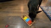 Show in main carousel: Flipo Brainiac Flip Flop Fido Treat-Dispensing Dog Toy, Multi-Color slide 4 of 4