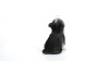 Show in main carousel: Hi-Line Gift Siberian Husky Puppy Howling Statue, 6.81-in slide 8 of 8