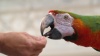 Show in main carousel: ZuPreem Sensible Seed Parrot & Conure Bird Food, 2-lb bag slide 9 of 10