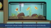 Show in main carousel: Aqueon MiniBow Aquarium Algae Cleaning Magnet slide 9 of 9