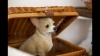 Show in main carousel: Hi-Line Gift Sitting Chihuahua Statue, 9.5-in slide 7 of 7
