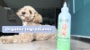 Show in main carousel: We Love Doodles Dog Ear Cleaner, 8-fl oz bottle slide 7 of 8