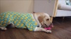 Show in main carousel: CuteBone Duck Big Dog Pajamas, Blue-Green & Yellow, X-Large slide 11 of 11