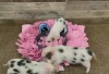 Show in main carousel: Piggy Poo and Crew Custom Pig Face Rooting Snuffle Pig Mat, 18 x 20-in slide 3 of 5