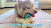 Show in main carousel: FUUFOME Alligator Chew Dog Toy, Blue slide 8 of 8