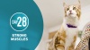 Show in main carousel: Purina ONE Tender Selects Blend with Real Chicken Natural Dry Cat Food, 22-lb bag slide 10 of 11