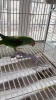 Show in main carousel: Polly's Pet Products Ultimate Millet Blueberry Flavor Bird Treat slide 9 of 9