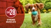 Show in main carousel: Purina ONE Lamb & Rice Formula High-Protein Dry Dog Food, 40-lb bag slide 11 of 12
