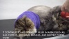 Show in main carousel: Happy Hoodie Thunder Grooming Fireworks Calming Band for Dogs & Cats, Purple, Large slide 12 of 14