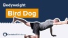 bodyweight bird dog exercise video
