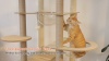 Show in main carousel: PAWZ Road 71-in Tall Polyester Wood Cat Tree & Condo with 2 Acrylic Bowls, Beige slide 10 of 10
