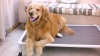 Show in main carousel: Veehoo Chew-Proof Silver Aluminum Frame Elevated Dog Bed, Brown, Large slide 11 of 12