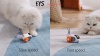 Show in main carousel: EYS Pet Gravity Glide Remote Control & Auto Mouse Cat Toy with Feather Teaser, Orange slide 9 of 9