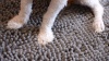Show in main carousel: Heeyoo Absorbent Non-Slip Washable Chenille Dog Door Mat, Camel, 24 x 17-in slide 9 of 9