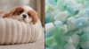 Show in main carousel: Bedsure Donut Bolster Dog Bed with Removable Cover, Cream, X-Small slide 8 of 9