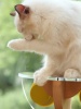 Show in main carousel: Pidan Sunbathing Time Cat Window Perch Stair, Large slide 11 of 12