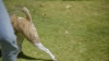Show in main carousel: Outward Hound Launch A Ball Tennis Dog Toy slide 7 of 8