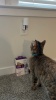 Show in main carousel: Comfort Zone MultiCat Calming Kit Pheromone Diffuser for Cats, 3 Diffusers, 6 Refills slide 10 of 11