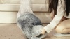 Show in main carousel: Bedsure Square Bolster Dog Bed, Grey, Small slide 10 of 11