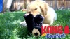Show in main carousel: KONG Comfort Kiddos Jumbo Elephant Squeaky Plush Dog Toy, X-Large slide 6 of 7