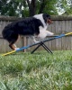 Show in main carousel: Better Sporting Dogs Practice See Saw Dog Agility Training Equipment, Blue/Yellow slide 8 of 8