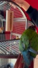 Show in main carousel: Polly's Pet Products Cactus Snack Millet Long Bird Treats slide 10 of 10