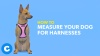 Show in main carousel: PetSafe Deluxe Easy Walk Nylon Reflective No Pull Dog Harness, Ocean, Medium/Large: 24.5 to 34-in chest slide 9 of 11