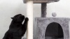 Show in main carousel: Coziwow Cat Tree & Condo with Toy, 34-inch, Grey slide 10 of 11