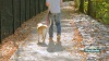Show in main carousel: PetSafe Remote Trainer Dog Collar, 300-yd, Standard slide 11 of 13