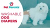 Show in main carousel: Pet Parents Washable Male & Female Dog Diapers + Extendrs, Princess, X-Small: 4 to 10-in waist, 3 count slide 9 of 10