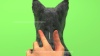 Show in main carousel: NexGard COMBO Topical for Cats, 1.8-5.5lbs (Purple Box), 6 Doses (6-mos. supply) slide 10 of 11