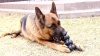 Show in main carousel: KONG Extreme Goodie Ribbon Dog Chew Toy, Medium slide 5 of 6