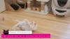 Show in main carousel: Necoichi Crinkly Critters Dancing Dragonfly Trio Cat Wand Toy slide 10 of 11