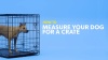Show in main carousel: Merry Products Double Door Furniture Style Dog Crate & End Table, 43 inch slide 10 of 11
