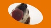 Show in main carousel: Zesty Paws Probiotic Bites Pumpkin Flavored Soft Chews Gut Flora & Digestive Supplement for Dogs, 10 count slide 9 of 10