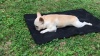 Show in main carousel: EYS Outdoor Foldable Easy Carry Waterproof Dog Mat, Medium, Green slide 3 of 3