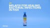 Show in main carousel: API Pond Melafix for Bacterial Infections in Fish, 16-fl oz bottle slide 8 of 9
