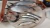 Show in main carousel: ZIWI Peak Wild South Pacific Fish Recipe Steam & Dried Cat Food, 28.8-oz bag slide 11 of 13