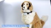 Show in main carousel: PATPET BC01 Automatic & Manual Adult Dog Bark Training Collar, Small, Pink slide 7 of 8