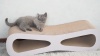 Show in main carousel: Coziwow Wave Cat Scratcher Lounge Toy with Catnip, White slide 11 of 12