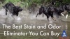 OdorPet video